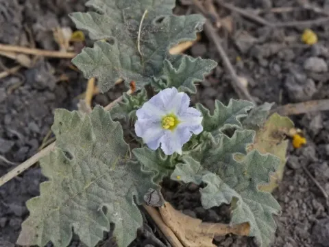Solanum campechiense