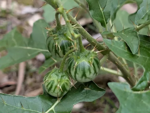 Narrawa burr