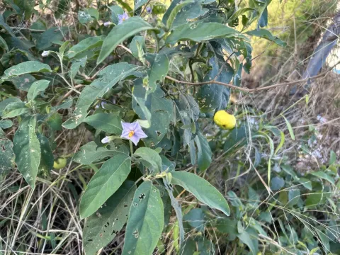 Solanum campylacanthum