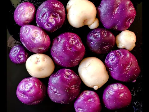 Solanum curtilobum
