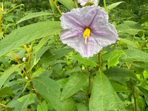 Solanum bojeri