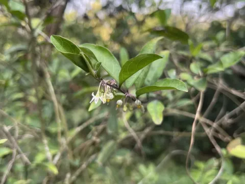 Two-leaf nightshade