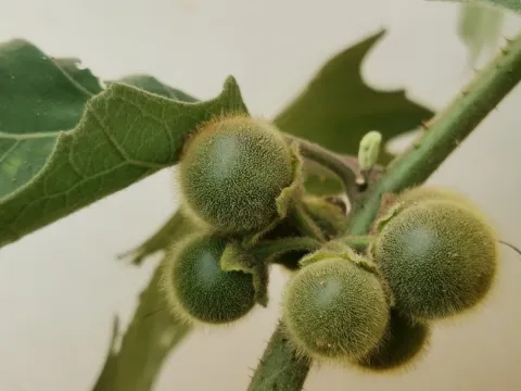 Solanum lasiocarpum