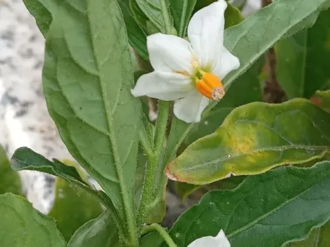 Henderson's nightshade