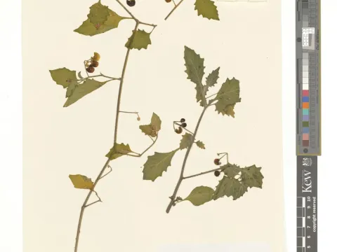 Memphis nightshade