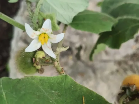 Solanum hirtum