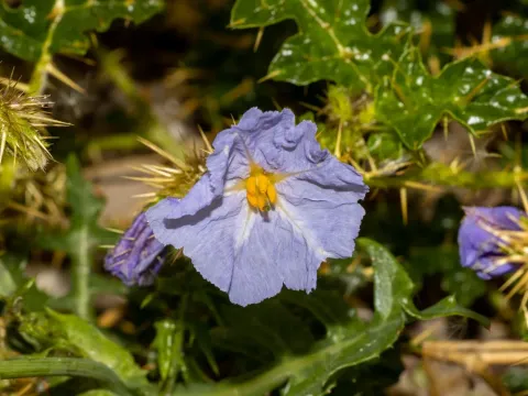 Porcupine nightshade