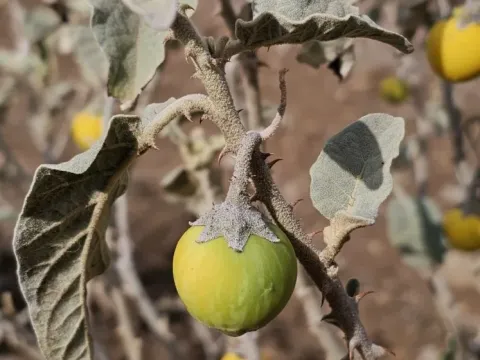 Sodom apple