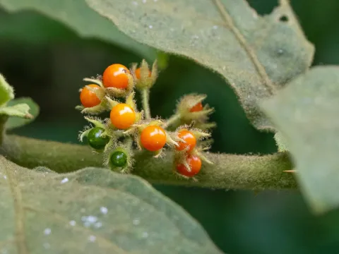 Jamaican nightshade