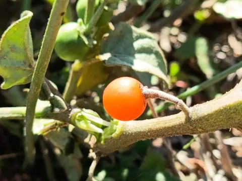 Hairy nightshade