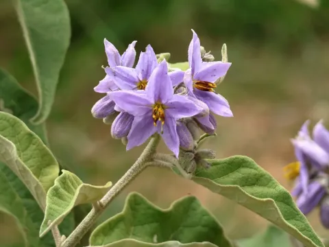 Lance-leaved nightshade