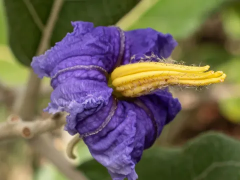 Solanum lycocarpum