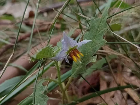 Solanum meloncillo