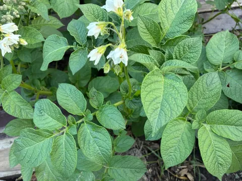 Solanum phureja