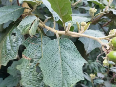 Solanum pycnanthemum