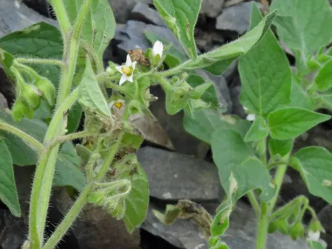Hairy nightshade