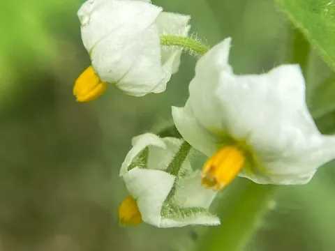 Hairy nightshade