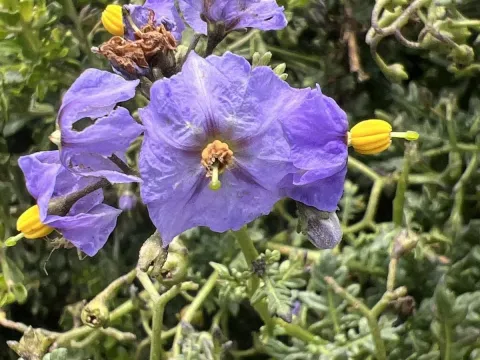 Solanum pinnatum
