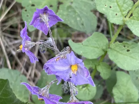 Solanum stoloniferum