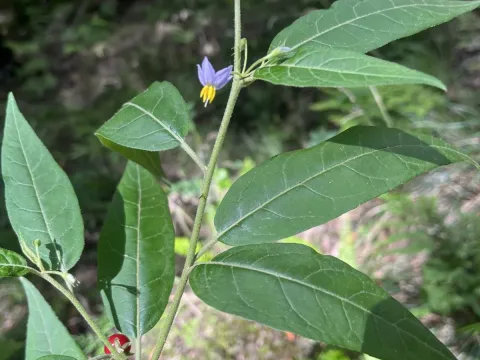 Solanum stelligerum
