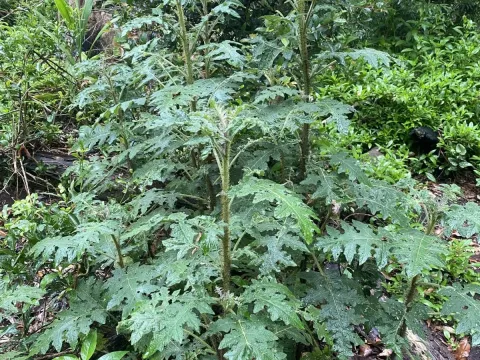 Solanum semiarmatum
