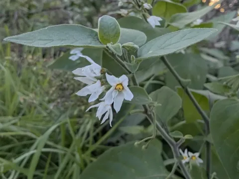 Паслін часточковий