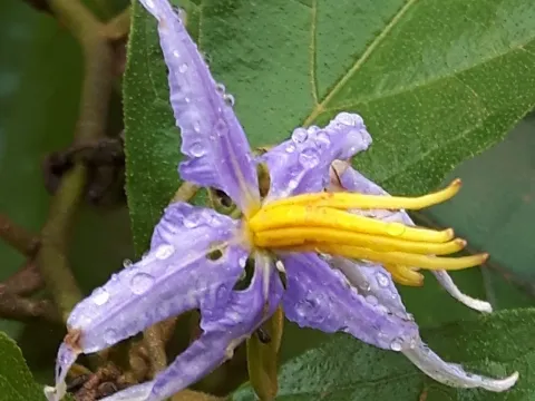 Solanum subinerme