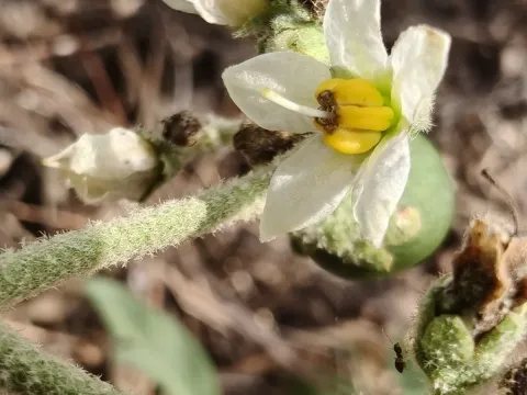Solanum umbellatum
