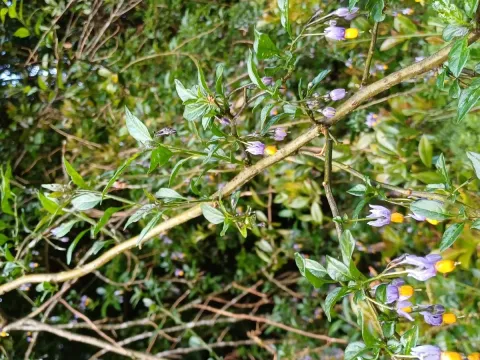 Valdivian nightshade