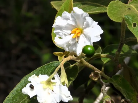Solanum variabile