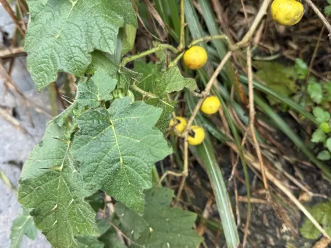 Tropical soda apple