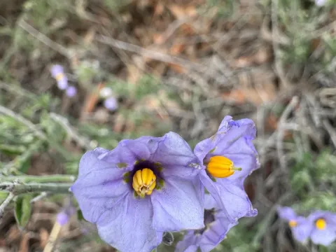 Blue witch nightshade