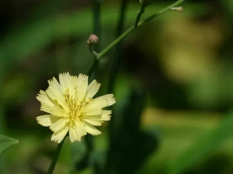 Horned Sowthistle