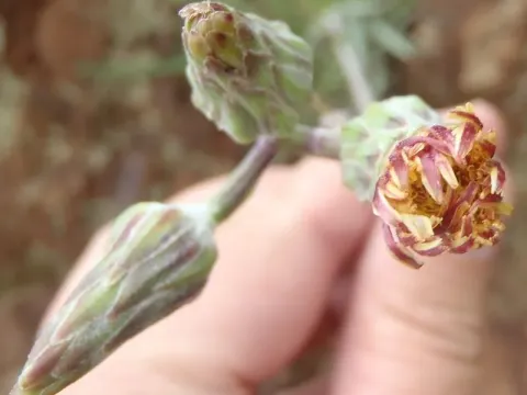 Sonchus dregeanus