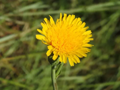 Sea sow thistle