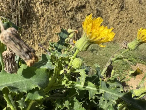 Sonchus megalocarpus