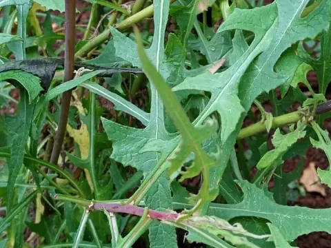 Sonchus schweinfurthii