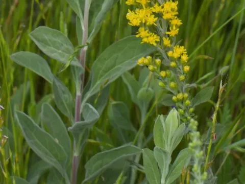 California goldenrod