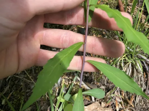 Blue-stemmed goldenrod