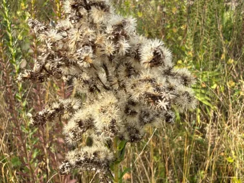Pine-barren goldenrod