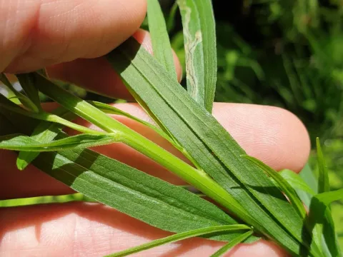 Grass-leaved goldenrod