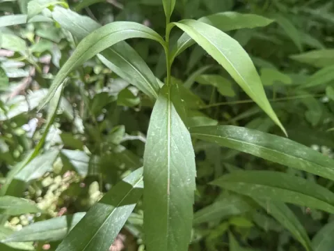 Giant goldenrod