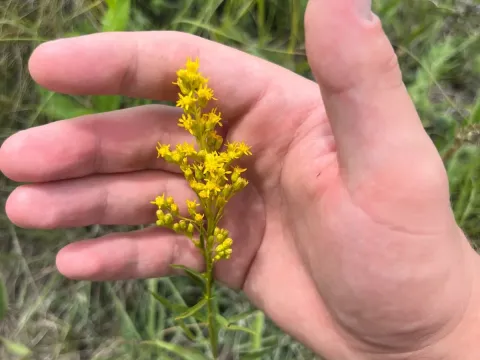 Золотарник міссурійський