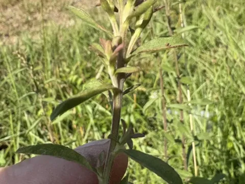 Gray goldenrod