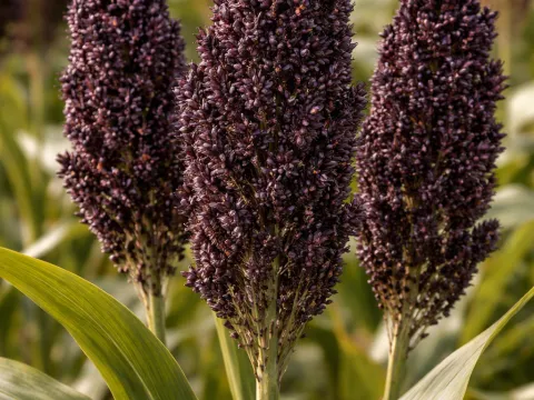 Sorghum nigricans