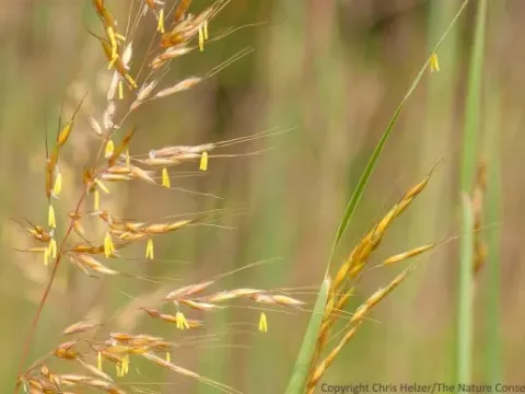 Sorghastrum stipoides