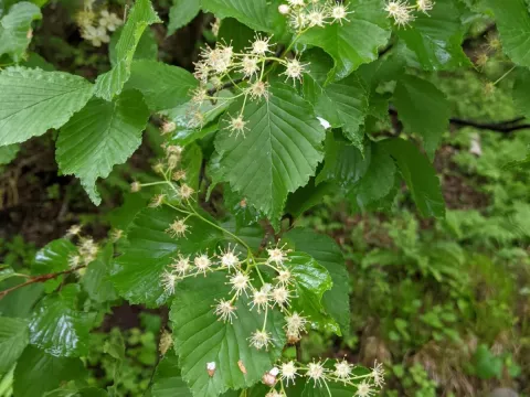 Korean mountain ash