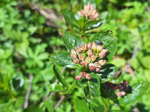Alpine mountain ash