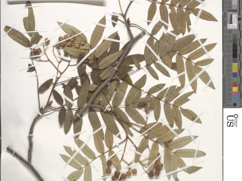 Sorbus discolor