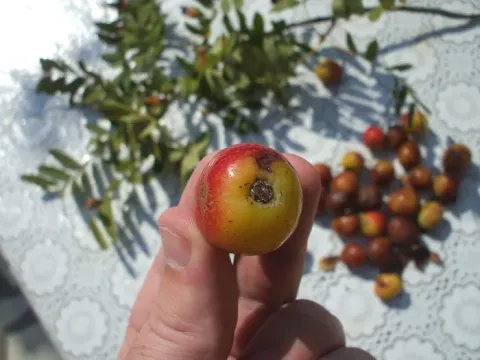 Рябина